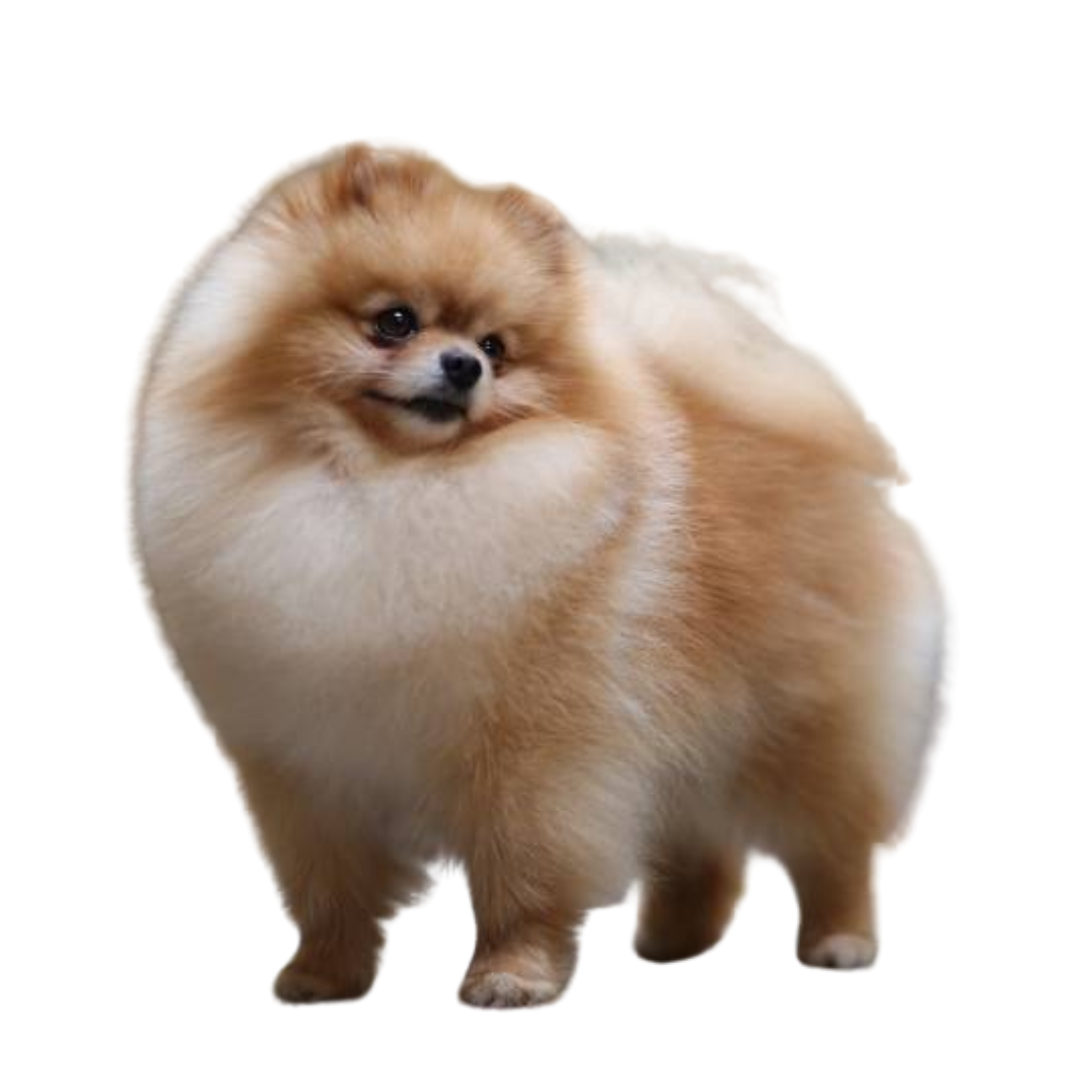 Pomeranian